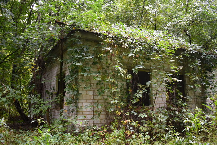 Overgrown Building