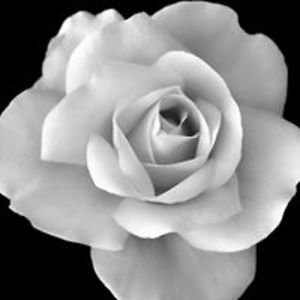 laurenbrookescca avatar