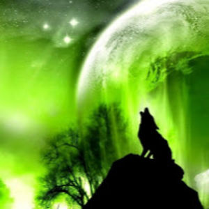 animalius12wolf avatar