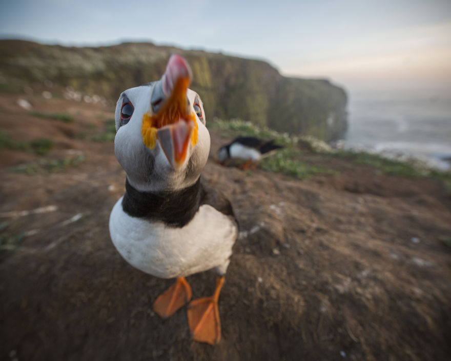 I Captured The Perfect Puffin Portrait, And I Can&rsquo;t Get Over How Happy The Little Seabird Is About It