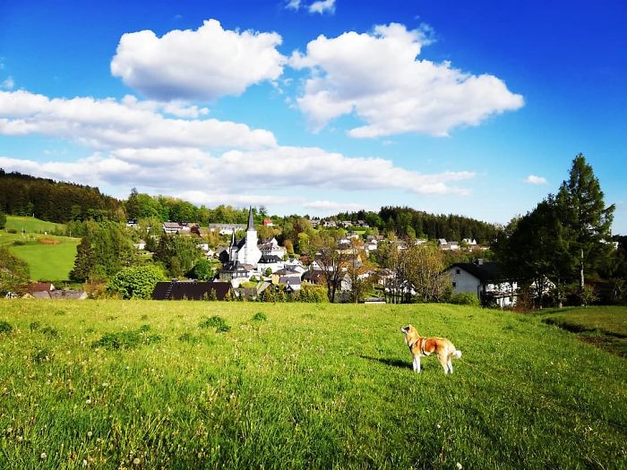 Hiking With An Akita Inu