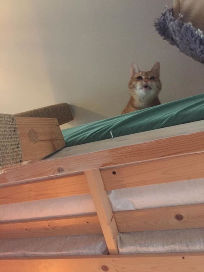 My Cat Ingolf...he Sometimes Crawls Up In My Bed And Bellows Out To The Room, And Then Stares Down At Me With That Face....i Still Dont Know Why 😅