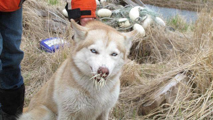 She Got Into A Porcupine. Poor Girl Was Lucky It Wasn’t More!!!