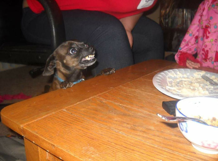 Here's Mine When He Was Super Young And We Caught Him Trying To Steal Cake