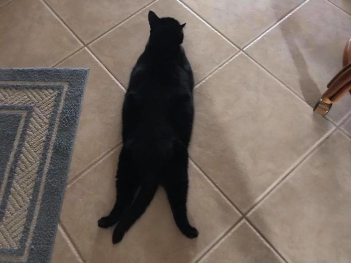 Our Chubby Girl Belle In Her “Sploot” Pose!