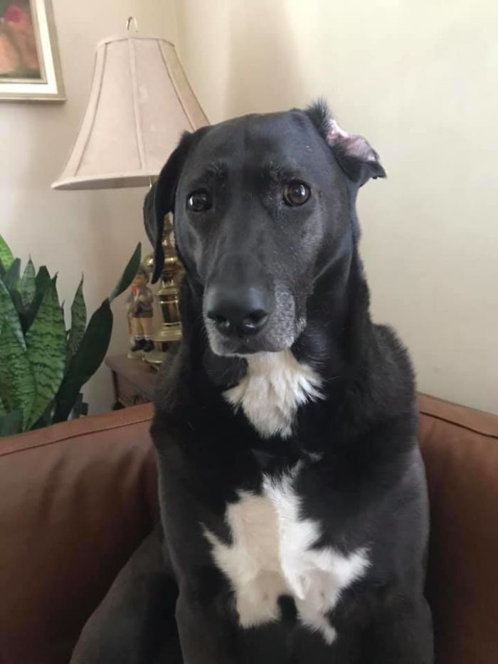 My Dog Stella With Her Ear Stuck Back, And Looking Inexplicably Concerned