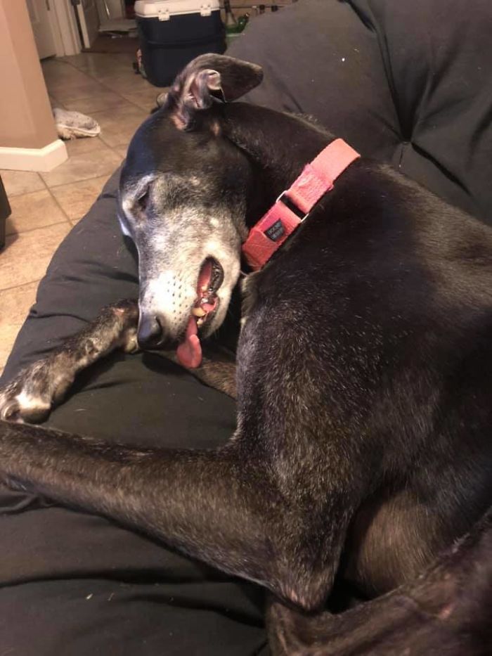 Shadow Is A Beautiful Sleeper 😂