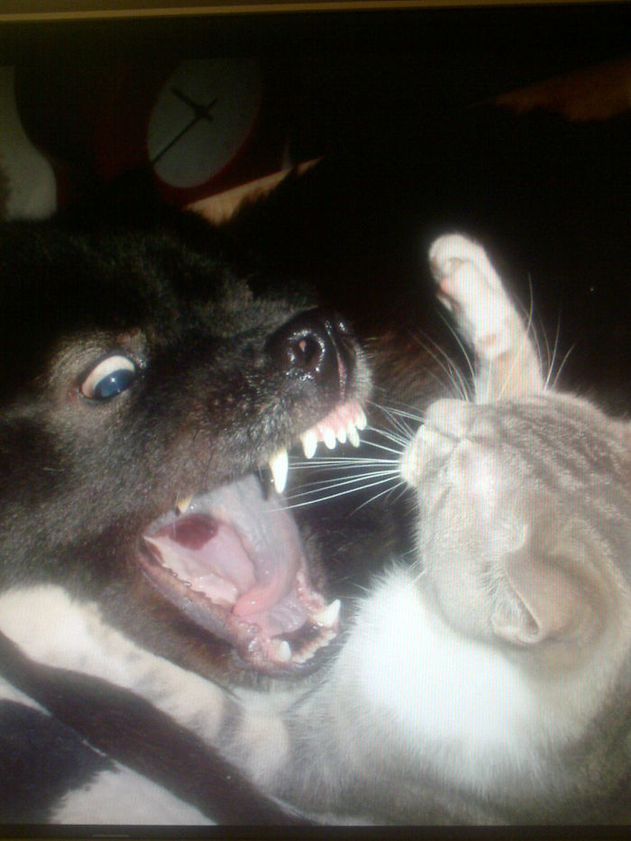 They Are Playing, But It Looks Like She Is Going To Eat Him 😆 Hide Or Report This