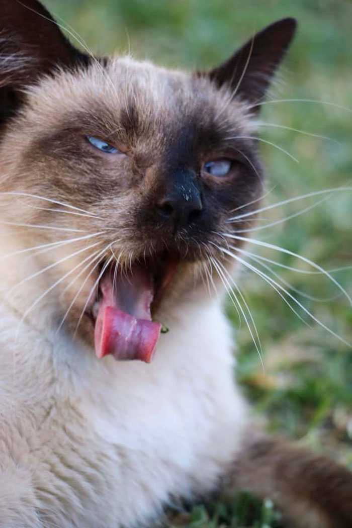 My Sweet Baby Girl Decided To Eat A Piece Of Grass And Regretted It!