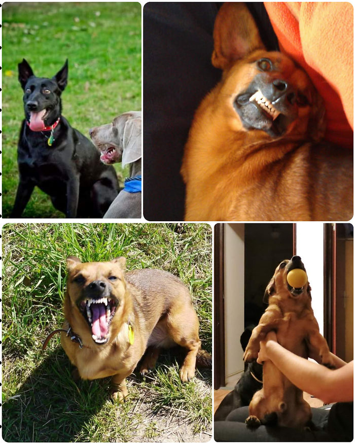 I Have So Many Of Unflattering Photos Of My Shelter Dogs, They Are Unique 🤩