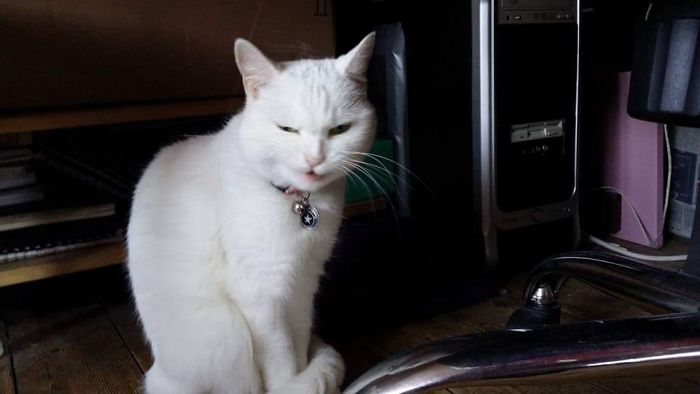 My Cat Luna Is Usually Very Photogenic. This Was A Rare Photo