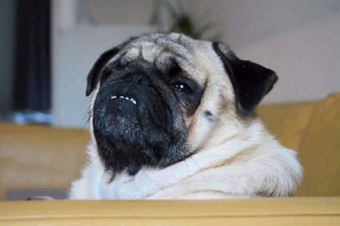 My Pug Judas. In His Mind, Everything Stinks