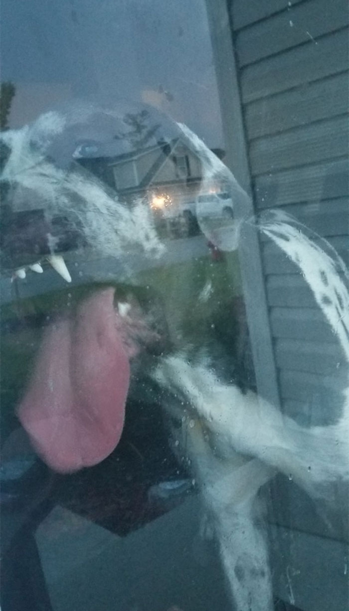 My Great Dane Trying To Get Me To Open The Door!