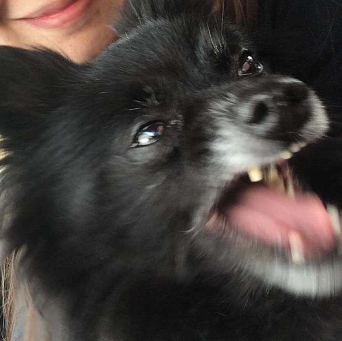 This Is Our Smokey, Always Like That Everytime You Want A Picture Of Her😂