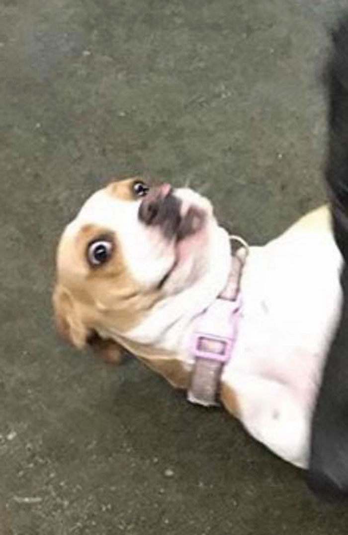 Least-Flattering-Pets