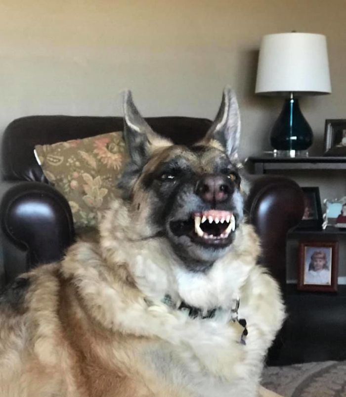 She Looks Like She Is About To Transform Into A Werewolf But She’s Actually Just Yawning!