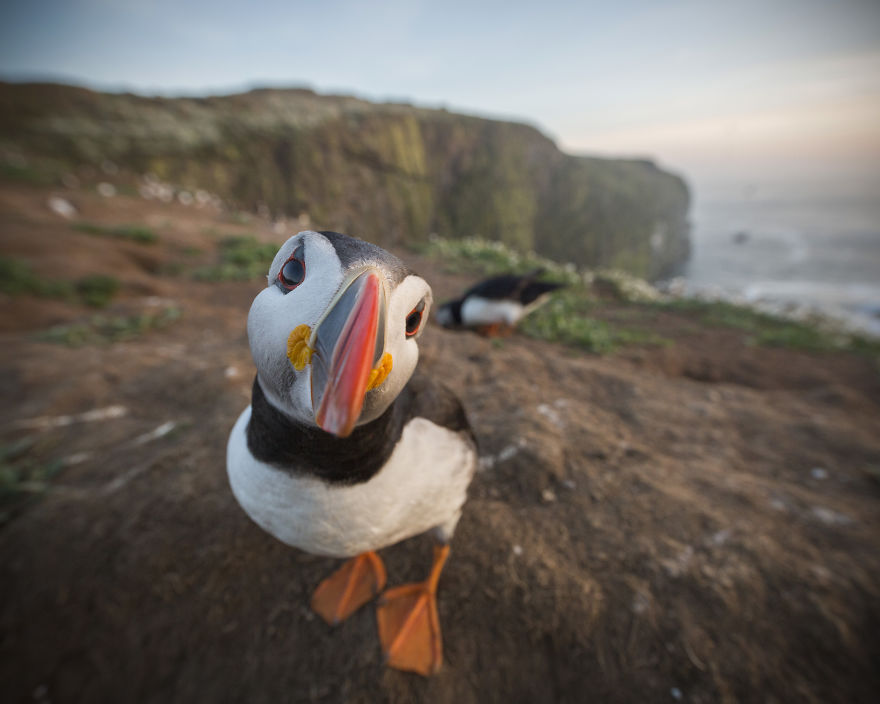 I Captured The Perfect Puffin Portrait, And I Can&rsquo;t Get Over How Happy The Little Seabird Is About It