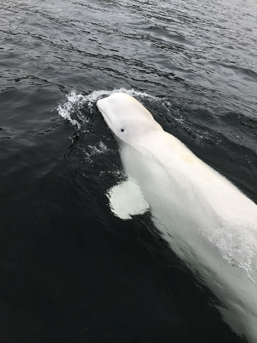 I Wrote This Story On Behalf Of "Hvaldimir" - The Tame Beluga Whale That Was Freed From A Tight Harness. Now Taken Care Of By The Norwegian Orca Survey And The Local Community Of Hammerfest, Norway I Wrote This Story On Behalf Of "Hvaldimir" - The Tame Beluga Whale That Was Freed From A Tight Harness. Now Taken Care Of By The Norwegian Orca Survey And The Local Community Of Hammerfest, Norway