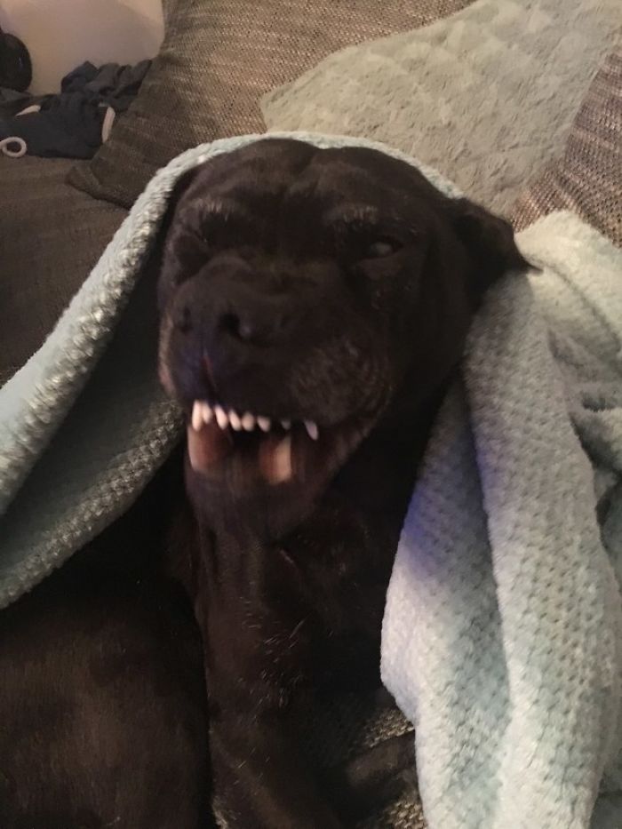 Least-Flattering-Pets