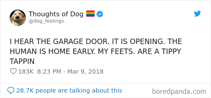 Dog Thoughts