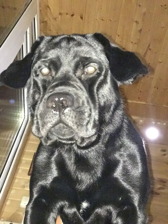 Your Soul Is Mine Hooman!