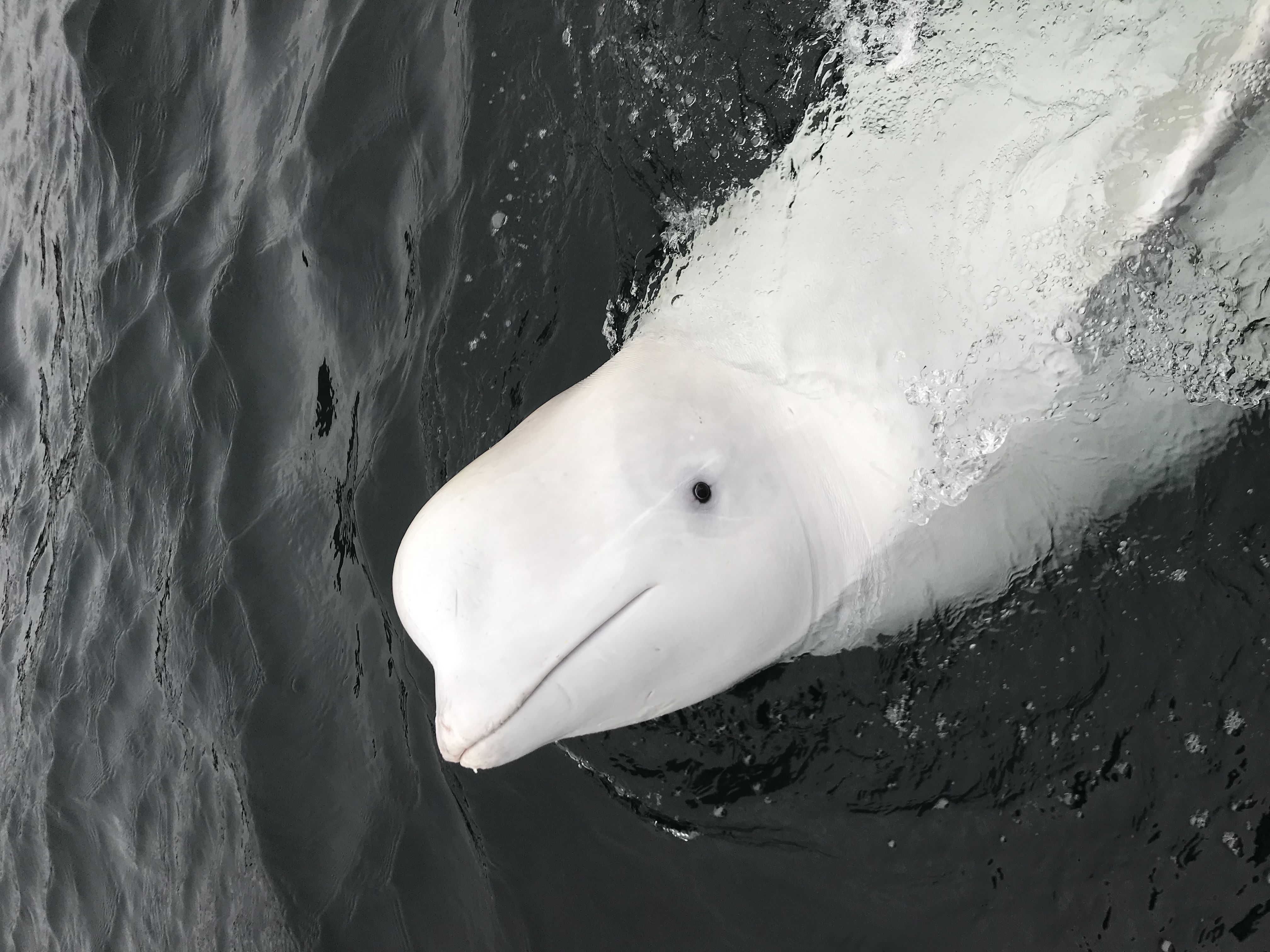 I Wrote This Story On Behalf Of “Hvaldimir” – The Tame Beluga Whale That Was Freed From A Tight Harness. Now Taken Care Of By The Norwegian Orca Survey And The Local Community Of Hammerfest, Norway