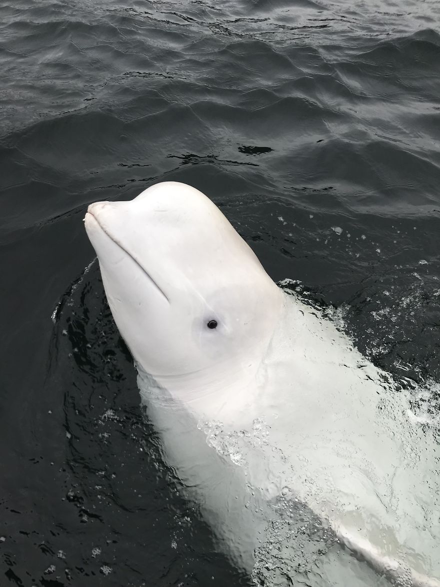 I Wrote This Story On Behalf Of "Hvaldimir" - The Tame Beluga Whale That Was Freed From A Tight Harness. Now Taken Care Of By The Norwegian Orca Survey And The Local Community Of Hammerfest, Norway