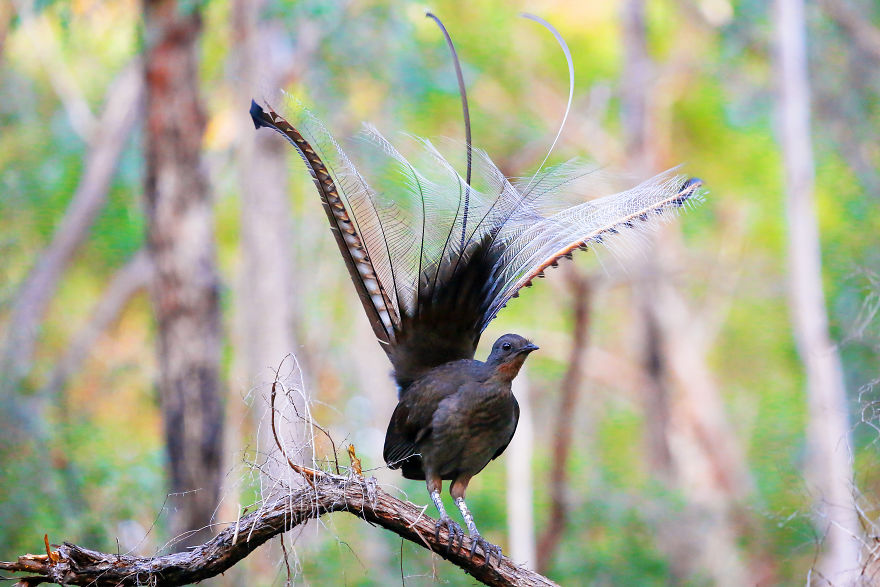 I Photographed The Best Copycat Bird In The World, Lyrebird I Photographed The Best Copycat Bird In The World, Lyrebird