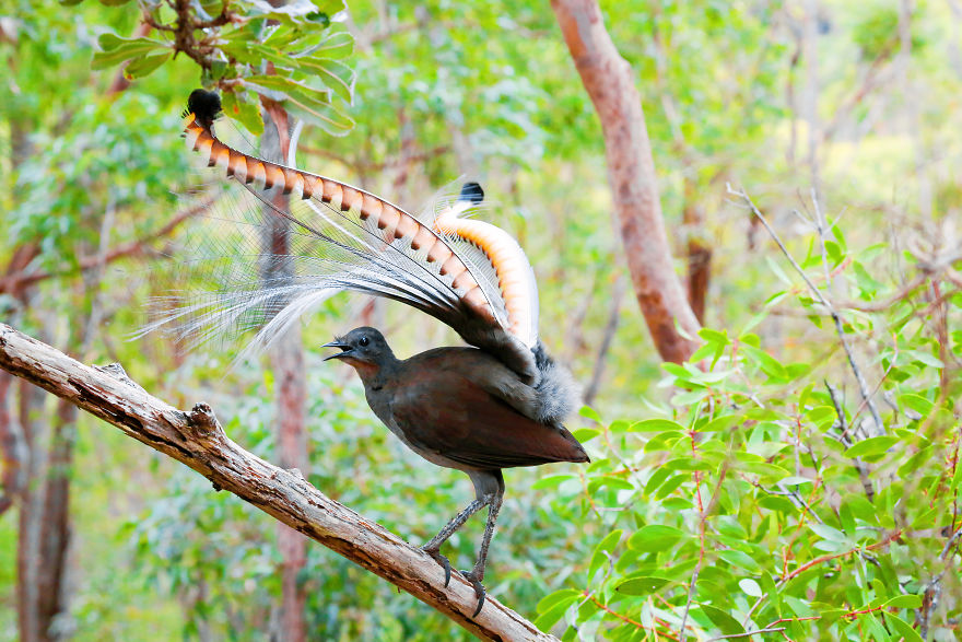 I Photographed The Best Copycat Bird In The World, Lyrebird I Photographed The Best Copycat Bird In The World, Lyrebird