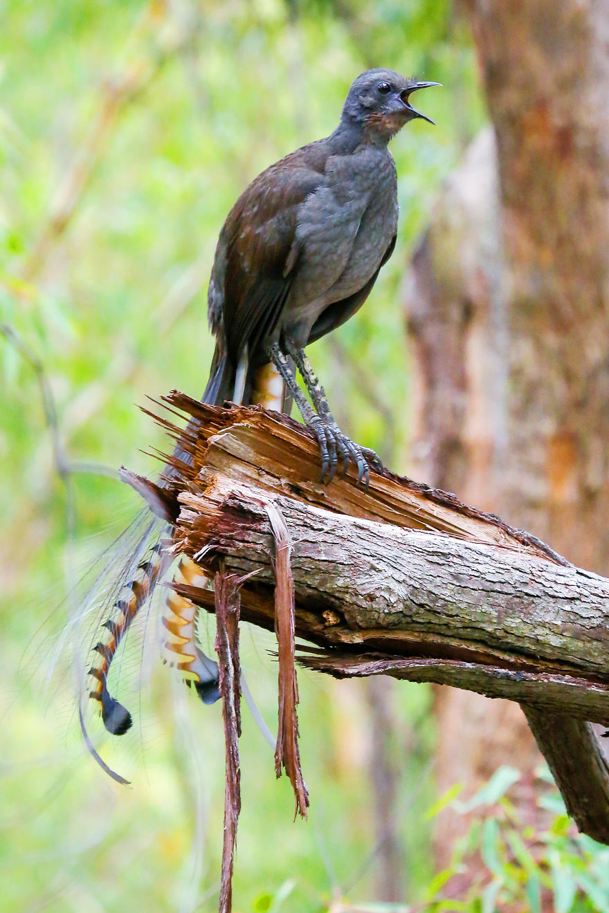 I Photographed The Best Copycat Bird In The World, Lyrebird I Photographed The Best Copycat Bird In The World, Lyrebird