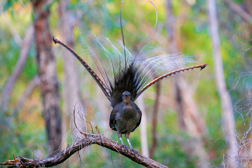 I Photographed The Best Copycat Bird In The World, Lyrebird I Photographed The Best Copycat Bird In The World, Lyrebird