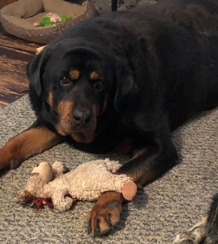 My “Little” Rotti 200 Lb Brutus With His Toy Hors, Gus
