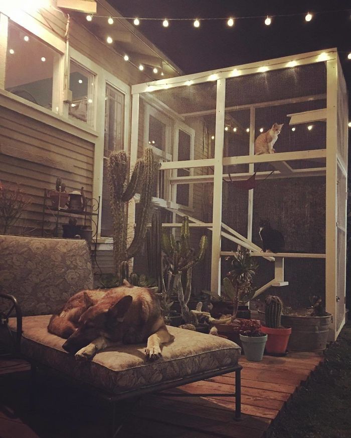 Cat Patios