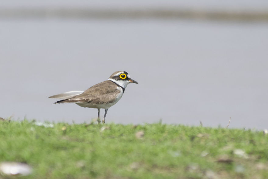 Birds Of Bhigwan – In Breeding Plumage Birds Of Bhigwan – In Breeding Plumage