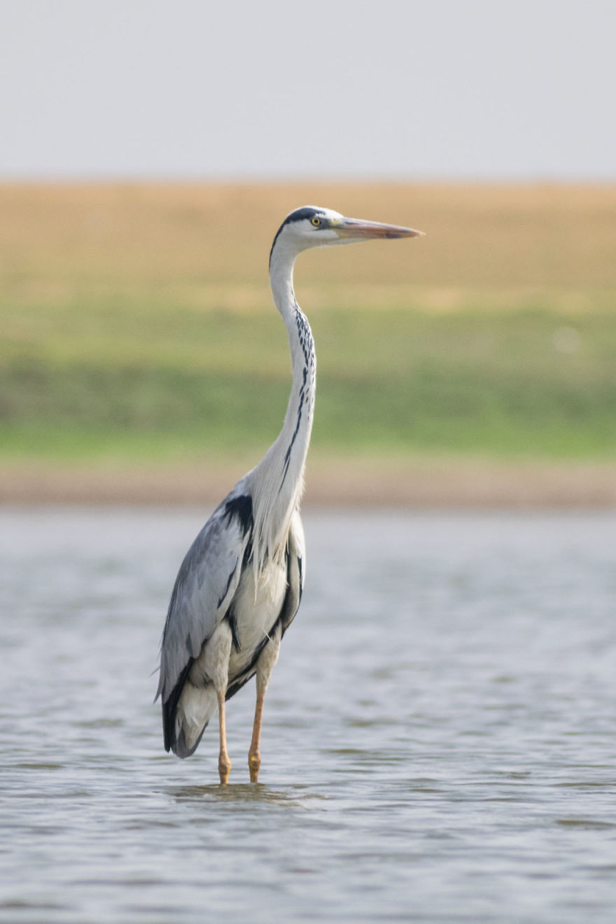 Birds Of Bhigwan – In Breeding Plumage Birds Of Bhigwan – In Breeding Plumage