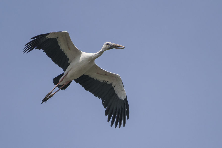 Birds Of Bhigwan – In Breeding Plumage Birds Of Bhigwan – In Breeding Plumage