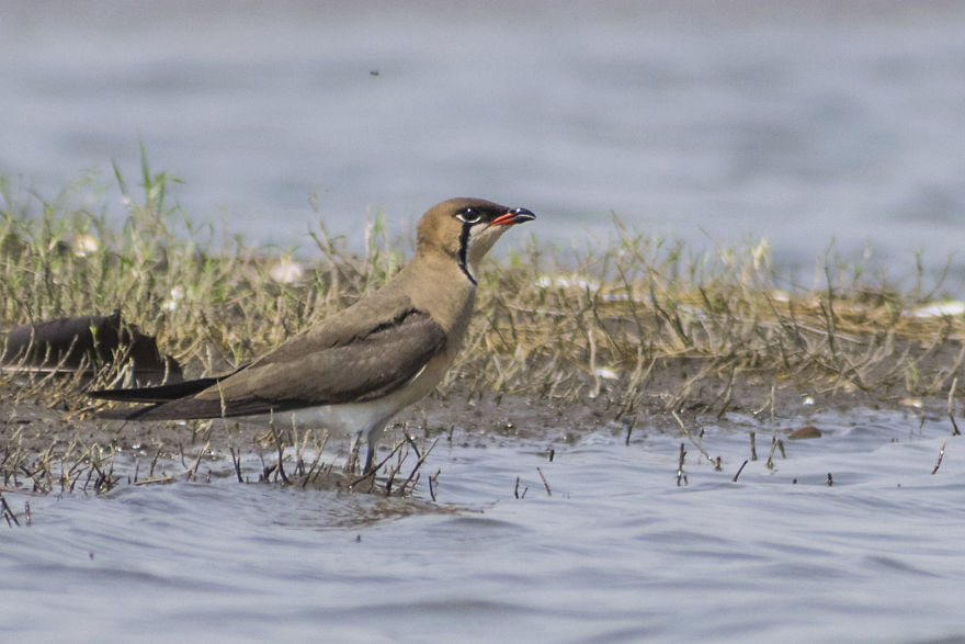 Birds Of Bhigwan – In Breeding Plumage Birds Of Bhigwan – In Breeding Plumage