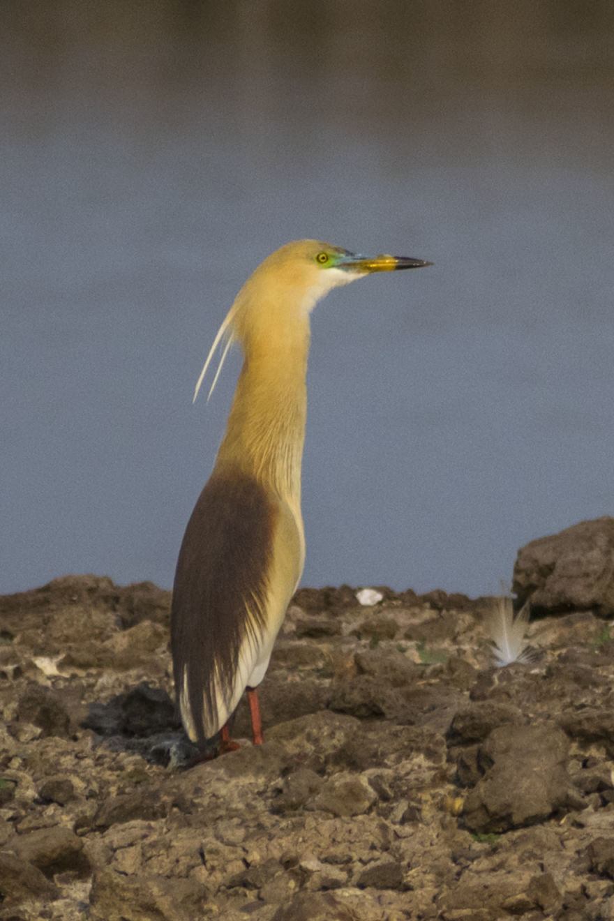 Birds Of Bhigwan – In Breeding Plumage Birds Of Bhigwan – In Breeding Plumage