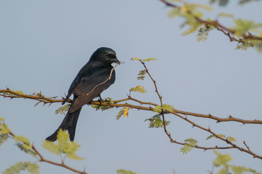 Birds Of Bhigwan – In Breeding Plumage Birds Of Bhigwan – In Breeding Plumage