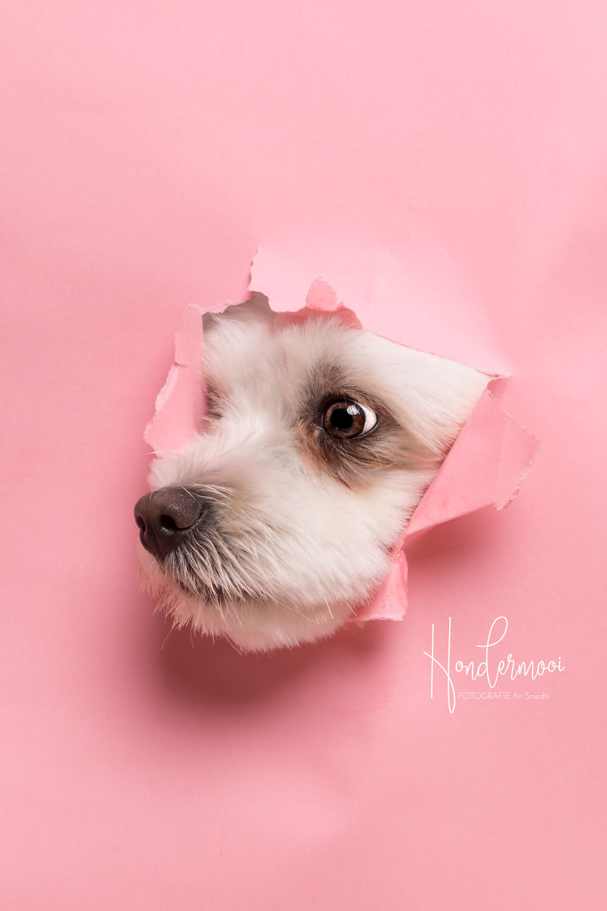 I Took Pictures Of Dogs Before They Nearly Destroyed My Studio