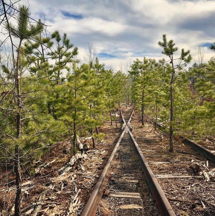 Nature Reclaims! The Trees Grow Where The Tracks Once Were