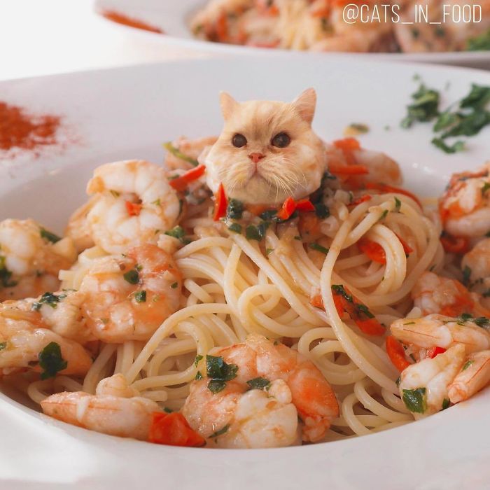 Cats In Food Photoshop