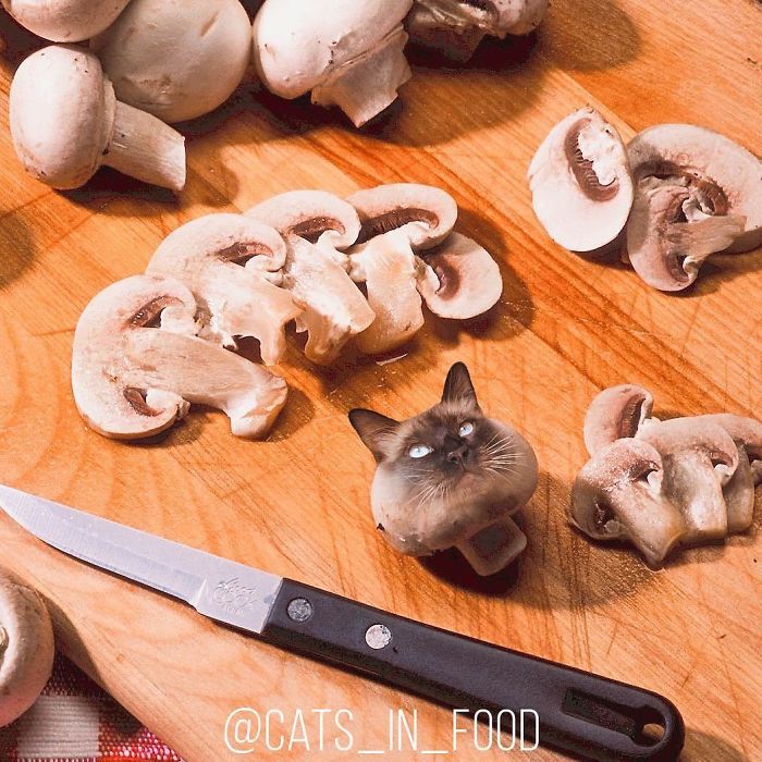 Cats In Food Photoshop