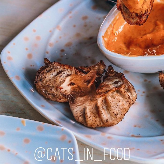 Cats In Food Photoshop