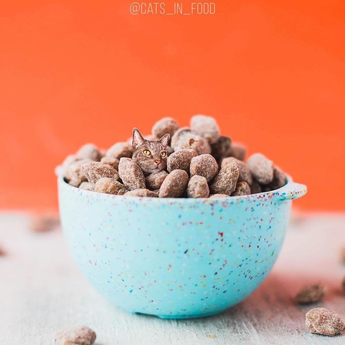 Cats In Food Photoshop