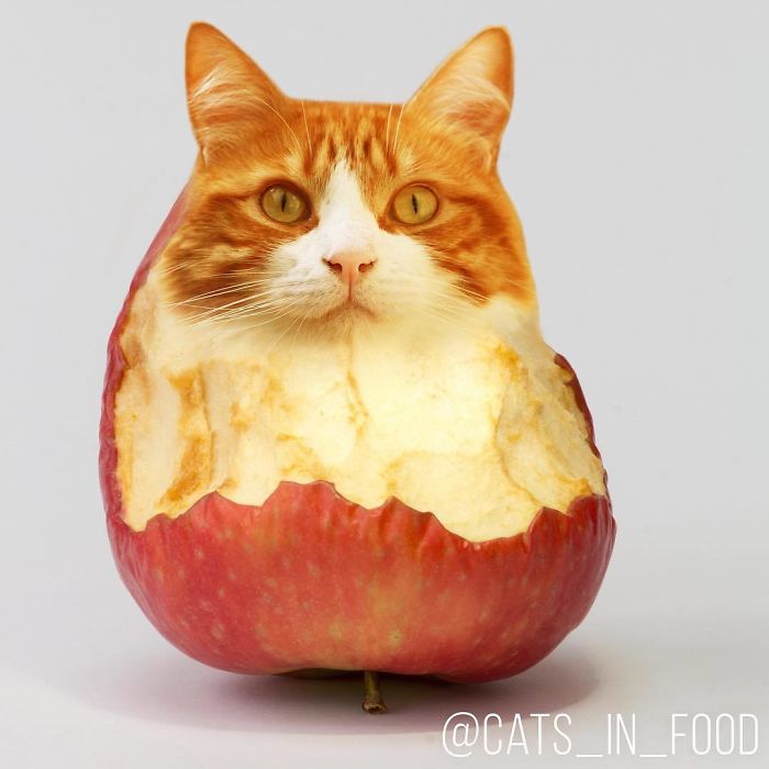 Cats In Food Photoshop