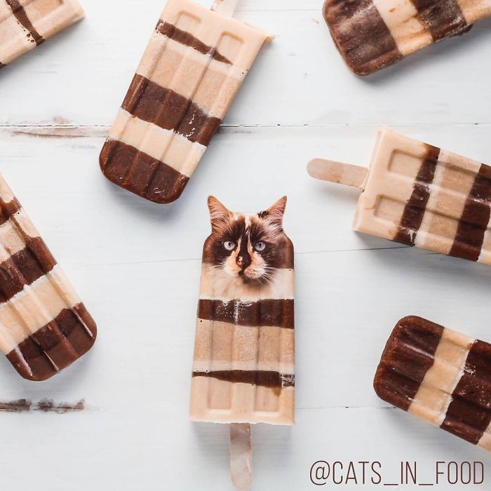 Cats In Food Photoshop