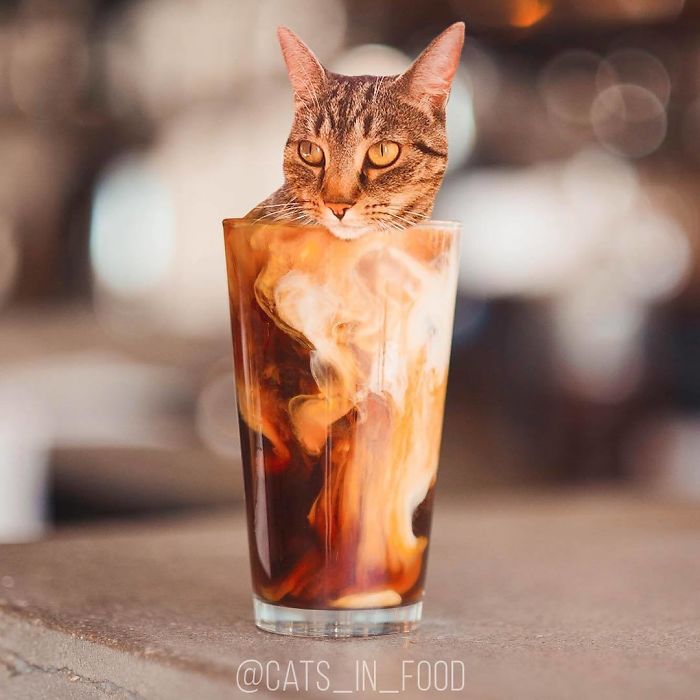 Cats In Food Photoshop