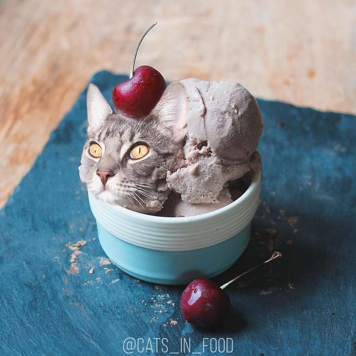 Cats In Food Photoshop