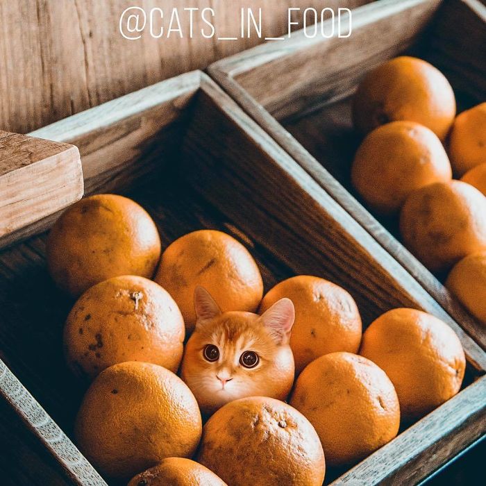 Cats In Food Photoshop